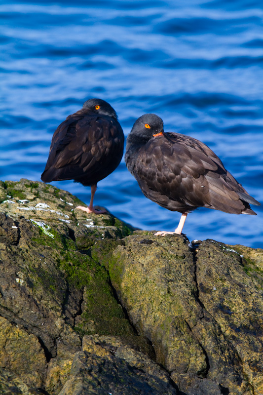 Black Oystercatchers